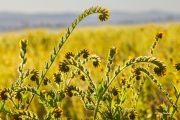 Fiddleheads at Sunset