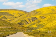 Stop and Look at the Flowers