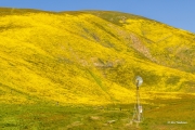 Windmill and Superbloom