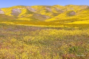 Carrizo Plains Superbloom 2023