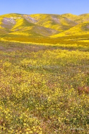 Endless Blooms