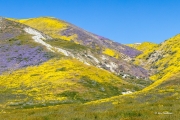 Superbloom in the Tremblor Range