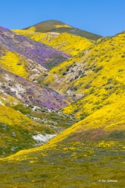 Superbloom in the Tremblor Range