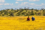 Watching the Superbloom