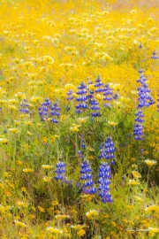 Lupins and Tidy Tips