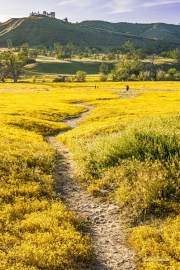 Later Afternoon in the Superbloom