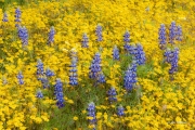 Hillside Daisies and Lupins