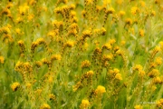 An Orchestra of Fiddleheads