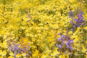 Tidy Tips and Larkspur