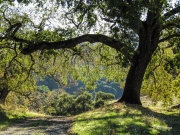 Summer Hike