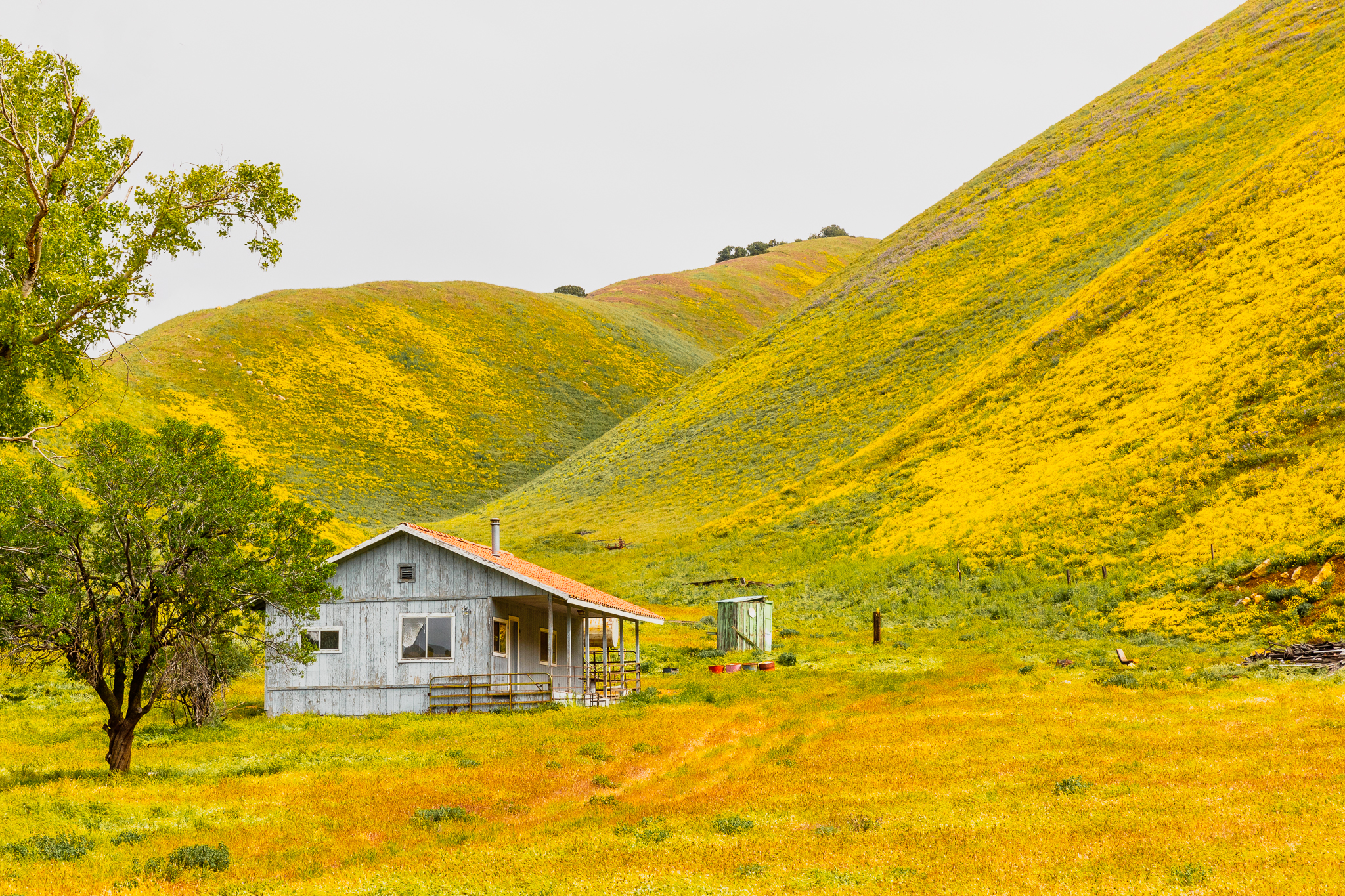 Life in the Superbloom