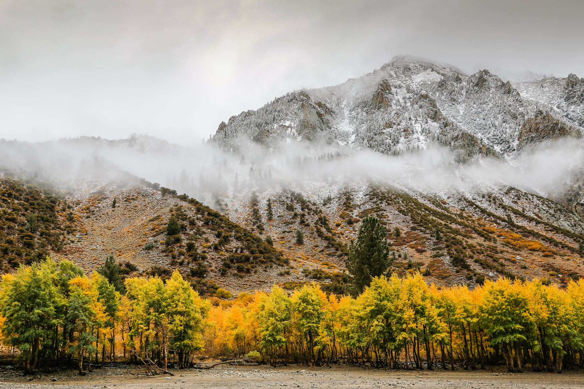 Aspens and Clouds